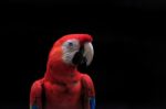 Scarlet Macaw Close Up Stock Photo