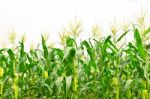 Corn Field Stock Photo