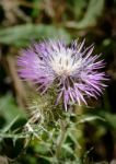 Thistle (lamyropsis Microcephala) In Sardinia Stock Photo