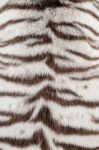 White Bengal Tiger Fur Stock Photo