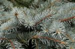 Blue Spruce Twig Stock Photo