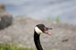 Strong Fear Of The Cakling Goose Stock Photo