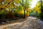 Autumn Scenery With Yellow, Green And Red Shinning Leaves In Fall In The Forest Stock Photo