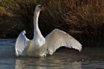 Mute Swan (cygnus Olor) Stock Photo