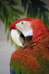 Red Macaw Stock Photo