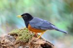 Male Black-breasted Thrush Stock Photo