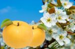 Pear With Pear Flowers Background Stock Photo