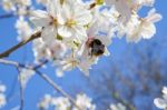 Beautiful Branch Of An Apple Tree With White Blossoms Stock Photo