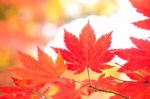 Maple Leaf In Autumn In Korea,autumn Background.(soft Focus) Stock Photo