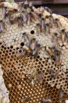 Honeycomb Stock Photo