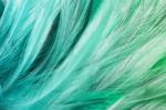 Green Turquoise Vintage Color Trends Chicken Feather Texture Background Stock Photo