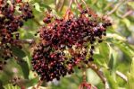 Elderberries Stock Photo