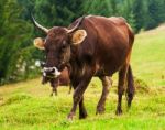 Cow On Green Hill Stock Photo