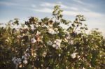 Cotton Field In Oakey, Queensland Stock Photo