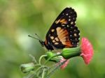 Butterfly And Pink Flower Stock Photo