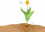 Tulip Stock Photo