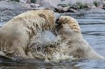 Polar Bear (ursus Maritimus) Stock Photo