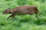 Muntjac Deer (muntiacus) Running Stock Photo