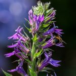 Bee Feeding On A Blue Lobelia Stock Photo