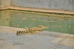 Baby Crocodiles Stock Photo