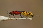 Jumping Tree Bug Stock Photo