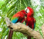 Loving Macaw Stock Photo