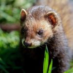 Close-up Of An European Polecat (mustela Putorius) Stock Photo