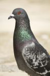 Pigeon Looking Stock Photo