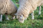 Sheeps Stock Photo