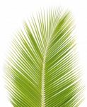 Coconut Leaf Isolated On White Background Stock Photo