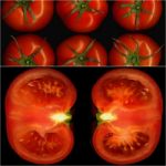 Tomatoes Collage Stock Photo