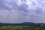 Large Landscape View Of Tea Tree Large Field Stock Photo