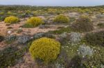 Landscape With Ulex Densus Shrubs Stock Photo