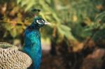 Beautiful Colourful Peacock Outdoors In The Daytime Stock Photo