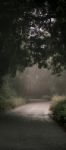 Moody Hazy Road In The Forest Stock Photo