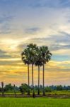 Palm Trees In The Sunset Stock Photo