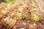 Red Coral Salad Plant In Organic Farm Stock Photo