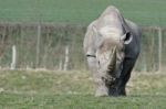 Black Rhinoceros Or Hook-lipped Rhinoceros (diceros Bicornis) Stock Photo