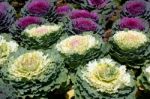 Ornamental Cabbage Stock Photo