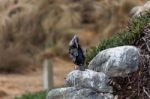 Spotted Shag (phalacrocorax Punctatus) Stock Photo