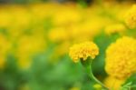 Marigold With Beautiful Stock Photo