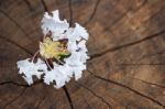 White  Tabebuia Rosea Blossom On Wood Background Stock Photo