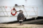 Lonely Seagull On The Docks Stock Photo