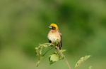 Male Baya Weaver Stock Photo