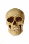 Skull Stock Photo