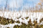 Tall Branches Of Ligustrum In Cover Of Snow Stock Photo