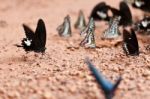 Butterflies Eating Salty Soil Stock Photo