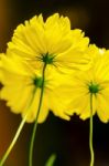 Yellow Cosmos Flower Stock Photo