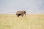 African Elephant In Serengeti National Park Stock Photo