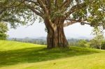 Trees On The Golf Course Stock Photo